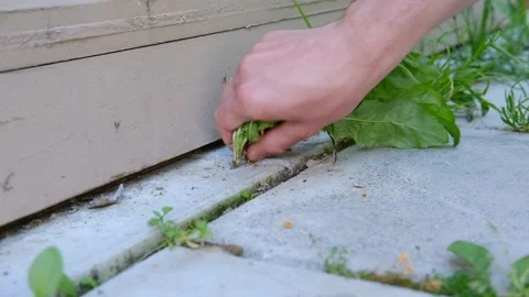 The gardener is pulling weeds out of the seams of the concrete tile. Stock Footage 155983511