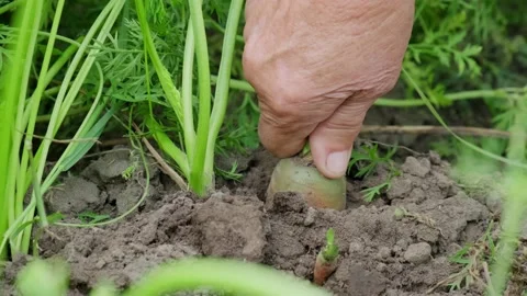 Gardener pulls carrots from the ground Video stock 137661002
