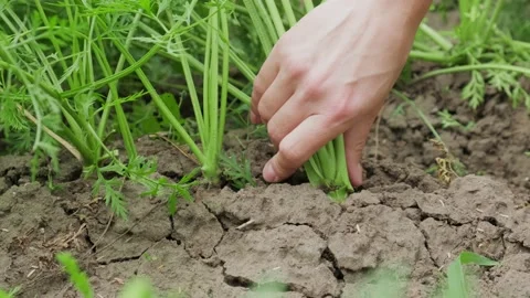 Gardener pulls carrots from the ground Stock Footage 138014407