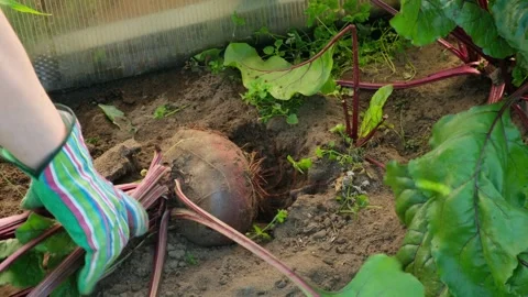 Gardener pulls organic beetroot from the ground.  Stock Footage 282858080
