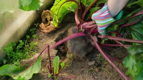 Gardener pulls organic beetroot from the ground. Gardening and homegrown produce Stock Footage 296282303