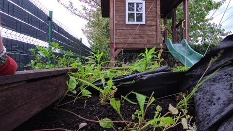 Gardener Pulls Weeds and Landscape Fabric from Raised Wooden Garden Bed Stock Footage 346034499