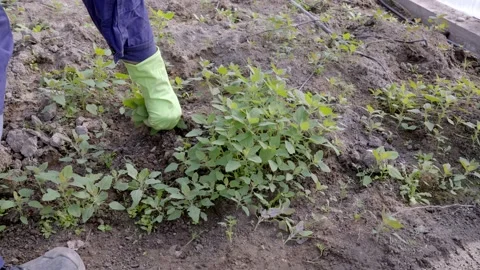 A gardener pulls weeds in a garden bed. Stock-Footage 273773366