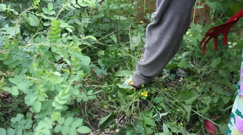 Gardener pulls weeds out of the ground 2 Stock Footage 24730686