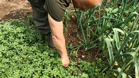 Gardener pulls weeds out of the soil in the vegetable garden. Stock Footage 109557378