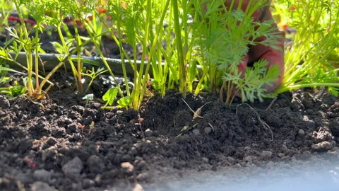 Gardener pulls young carrots from ground Stock Footage 308872475