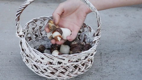 Gardener puts a basket with tulip bulbs in front of the camera Stock Footage