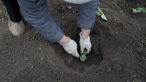 The gardener puts cabbage in the hole Stock Footage 96386114