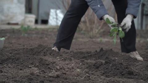The gardener puts cabbage in the hole 스톡 동영상 96386928