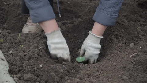 The gardener puts cabbage in the hole Stock Footage 96387020