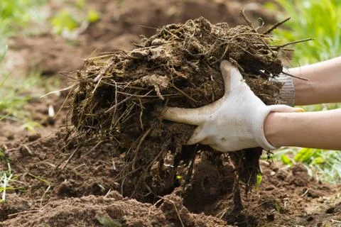 Gardener puts manure on the bed Stock Photos