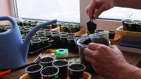 Gardener puts soil in container with sticker for sowing seeds. Stock Footage 87452049