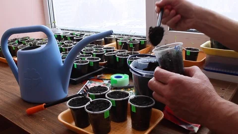 Gardener puts soil in container with sticker and is sowing  pepper seeds. Stock Footage 87452085