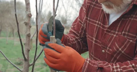 Gardener putting branch on tree trunk, grafting. Stock Footage 249191533