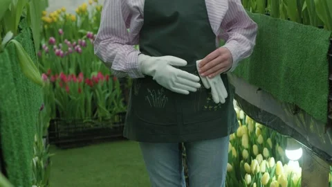 Gardener putting on gloves preparing to tend to blooming tulips in greenhouse Stock Footage 330171601