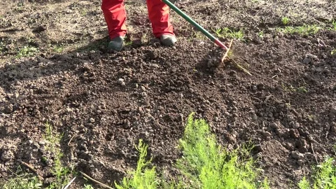 Gardener  rake vegeteables flowers bed soil Stock Footage 80793368
