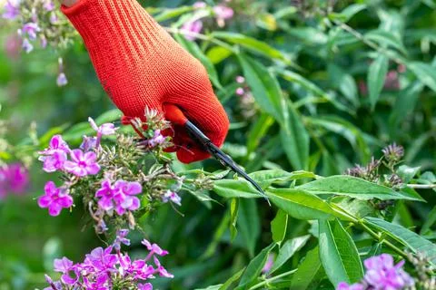 Gardener in red gloves makes pruning with pruning shears faded phlox flowers Stock Photos