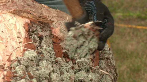 Gardener Removes the Bark of a Tree Trunk With an Axe Video stock 328455482