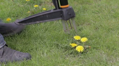 Gardener removes weeds Stock Footage 62935722