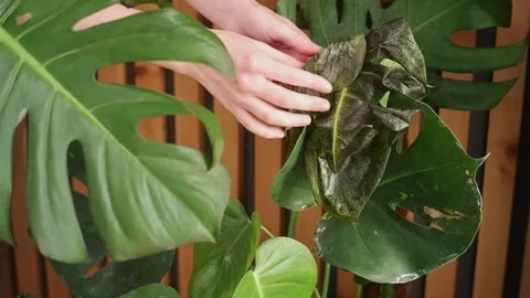 Gardener removing damaged leaf from monstera deliciosa plant Stock Footage 303352325