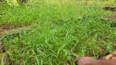 Gardener removing the grass with his hands. Stockbeeldmateriaal 288828523