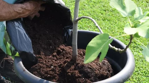 Gardener repots a young fig tree into a pot, adding nutrient-rich soil Stock Footage 334754281