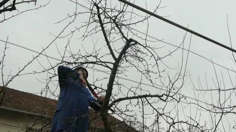 Gardener Sawing fruit Tree Branch Stock-Footage 44889478