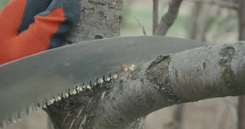 Gardener sawing tree branch. Stock Footage 238525965