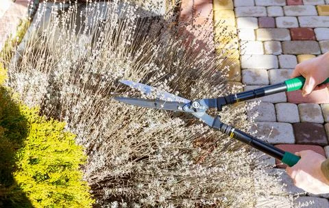Gardener with scissors cuts dry branches of lavender. Stock Photos