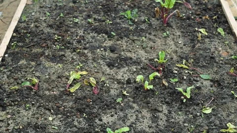 A gardener is seen working on a vegetable garden bed, preparing the soil and 库存影片 344670412