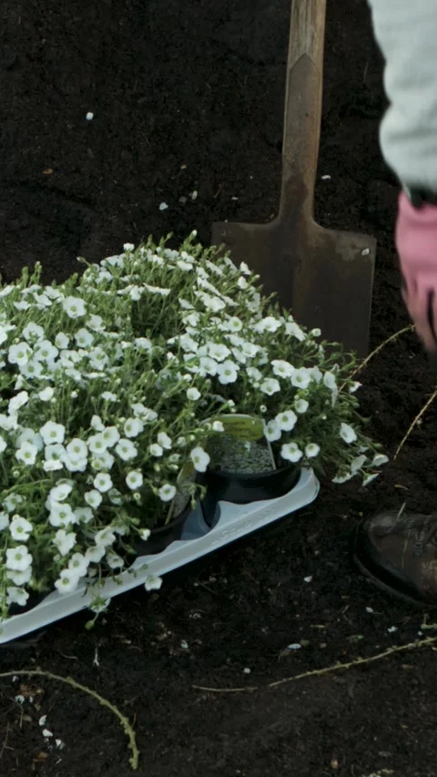 Gardener Setting Flower Seedlings in Soil With Shovel in Outdoor Garden Bed Stock Footage 334946269