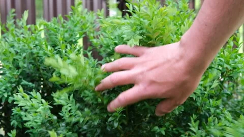 The gardener is shaking the boxwood. Stock Footage 196928998