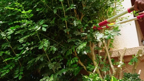 Gardener Shapes Bushes Using Sharp Pruning Shears Stock Footage 311624390