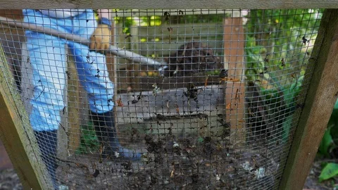 Gardener sieving compost Stock Footage 127251349