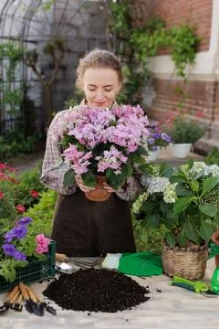 Gardener smelling potted hydrangea during repotting and plant care outdoors Stock Photos