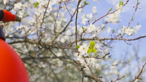 Gardener with spraying a blooming fruit tree against plant diseases and pests Видео 89548454