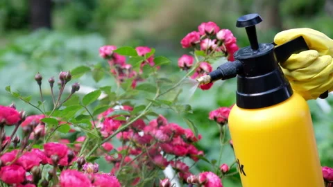 Gardener spraying a blooming roses. Stock Footage 136036121
