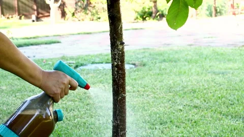 Gardener spraying tree bark with protective liquid in natural garden environment Stock Footage 341129897