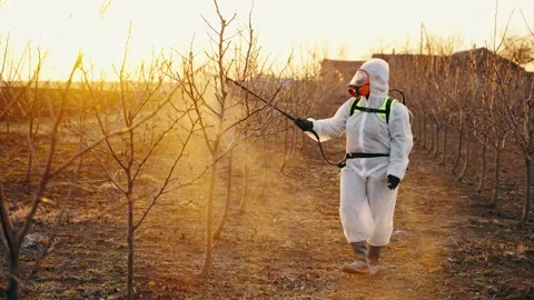A gardener sprays a tree from a hand sprayer with pesticides from pests. Stock Footage 224941012