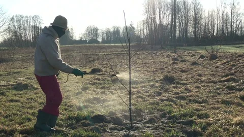 Gardener in spring spraying young apple tree 스톡 동영상 74214824