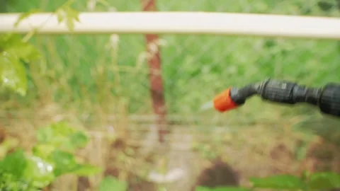 Gardener sprinkles grapevine Stock-Footage 159294259