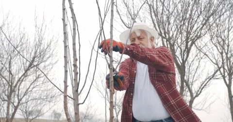 Gardener standing, cutting tree branch. Stock Footage 250072946