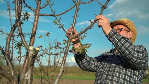 Gardener in straw hat inspects tree branches, carefully pruning and examining Stock Footage 333707211
