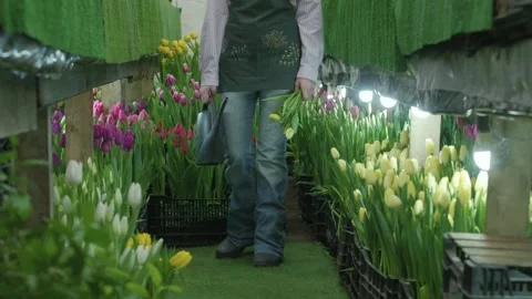 Gardener tending to rows of vibrant tulips in a greenhouse with artificial Stock Footage 330173835