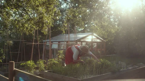 Gardener tending to vegetable plot in raised garden during golden hour Vídeos de archivo 319939562