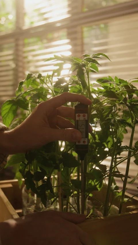 Gardener Testing Soil Temperature of Tomato Seedlings with Digital Thermometer Stock Footage 338392991