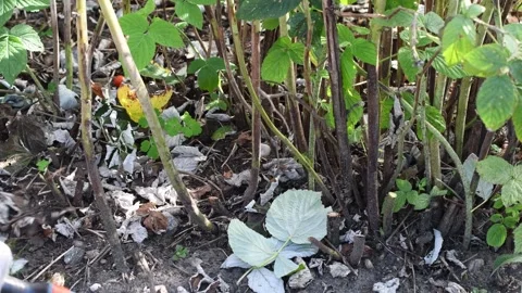 Gardener thins raspberry canes with scissors after the fruiting season Stock Footage 334754493