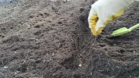 The gardener threw a pumpkin seed into a small hole in the open ground Stock Footage 310235924