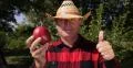 Gardener Thumbs Up Agreed Mangoes Quality Tropical Red Aromatic Sweet Fruit 4k or 4k+ Resolution