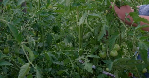 A gardener ties tomato bushes to sticks so they don't break. Lush tomato bushes Video stock 284950341